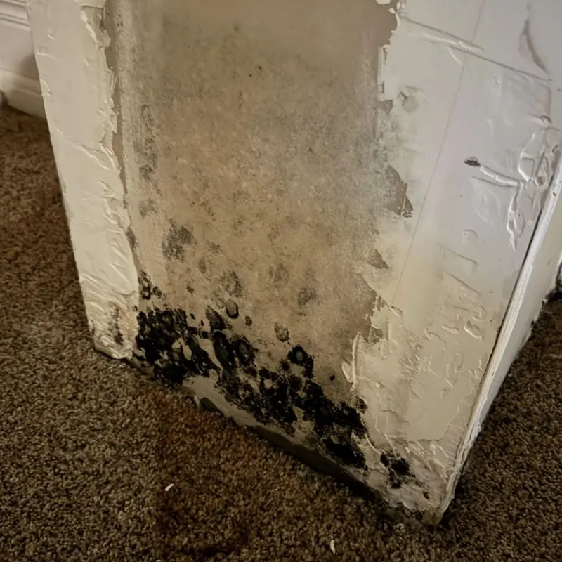 Professional Mold Removal in Pembroke, NH
